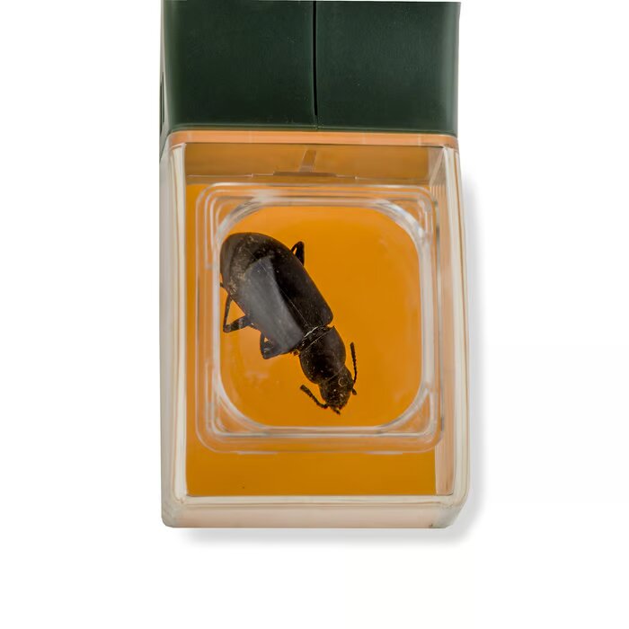 Insectenmicroscoop