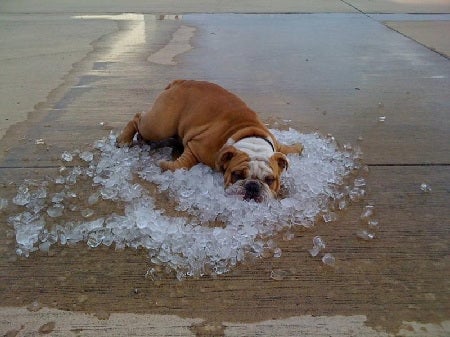 ๐ถ Hondenkoelmat (voor zomerse frisheid)
